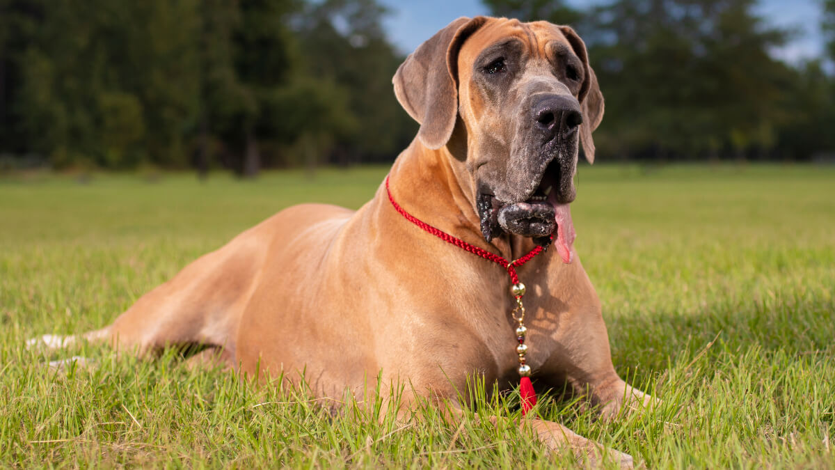 Perro gran danés en el césped. Nombres de perros machos.