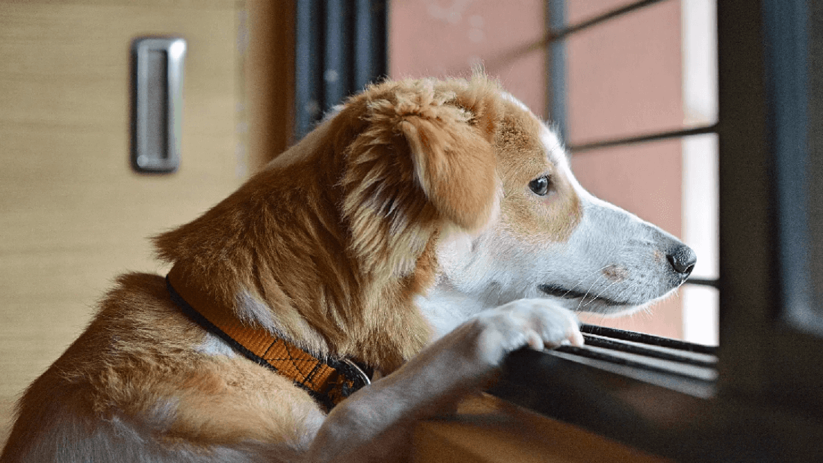 ¿Qué sienten los perros al cambiar de dueño?