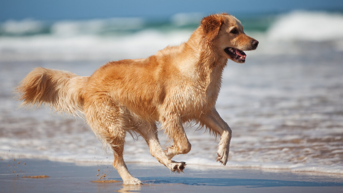 Perro corre en la playa.
