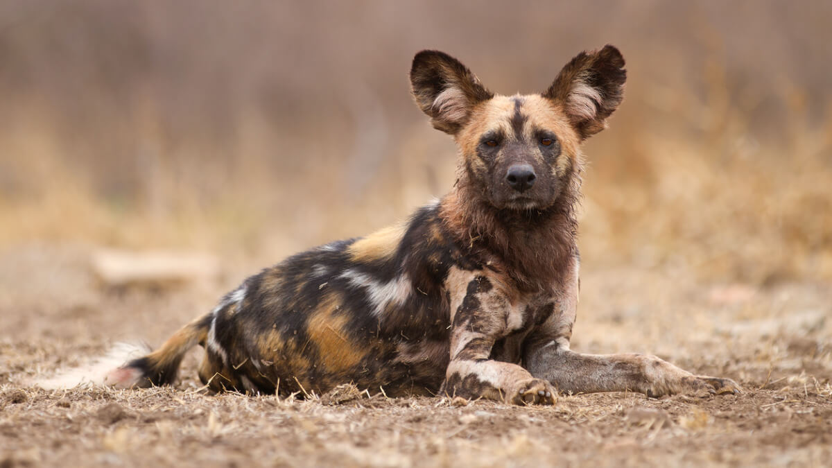Perro salvaje africano en su hábitat.