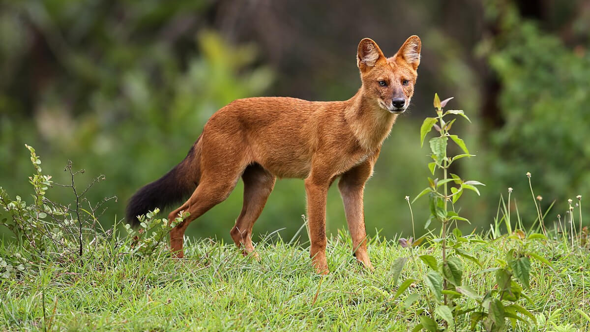 A reddish dhole with a black furry tale in a field.