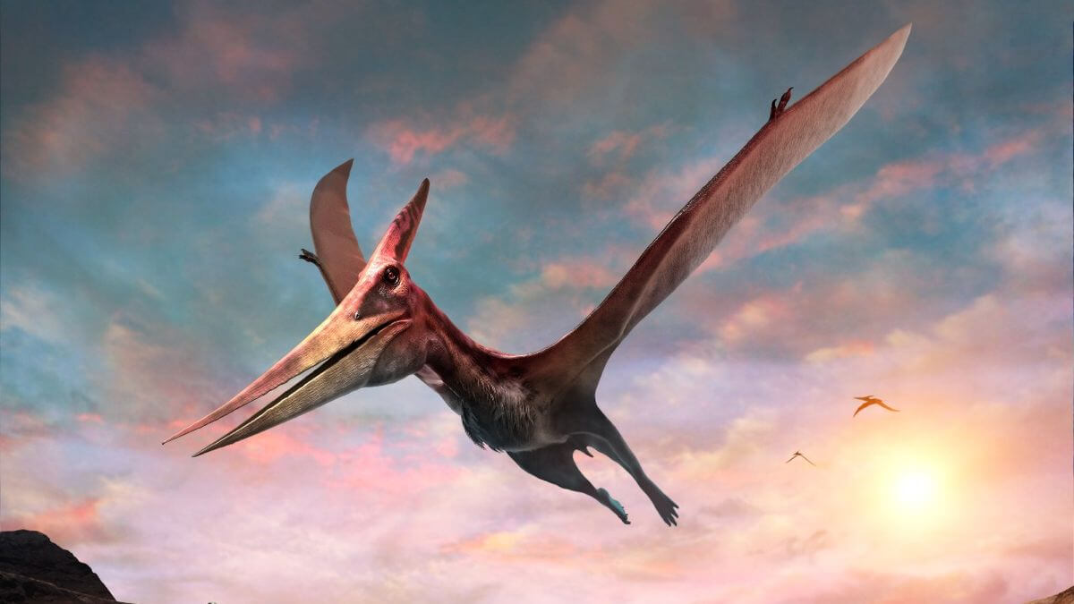 Pteranodon