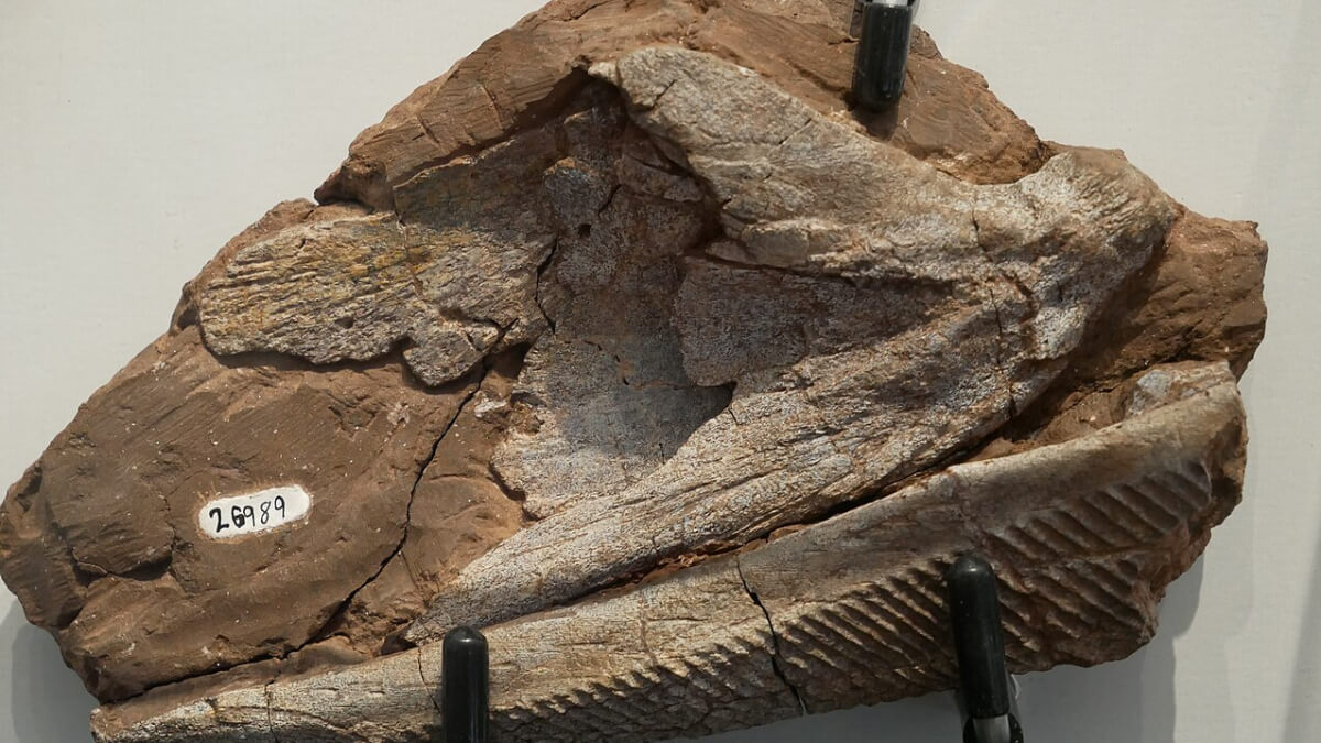 A fossil of Gyracanthus sherwoodi, showing the pectoral girdle and fin spine.