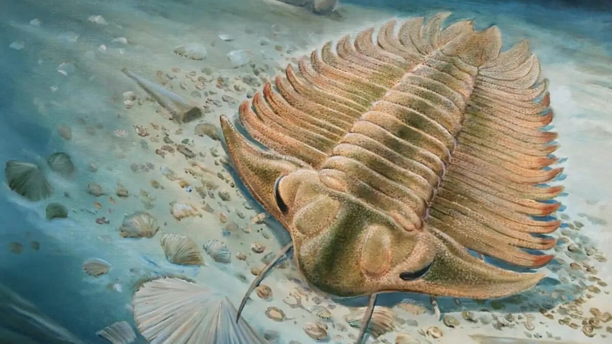 Trilobite. 