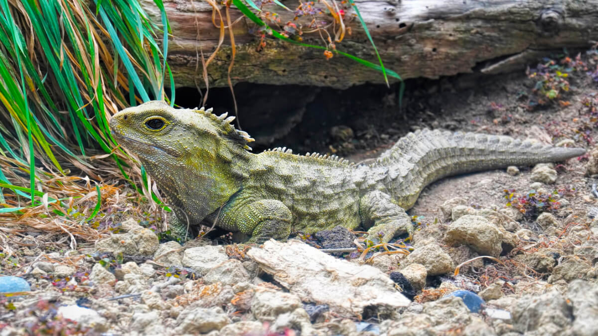 A tuatara on stony ground.