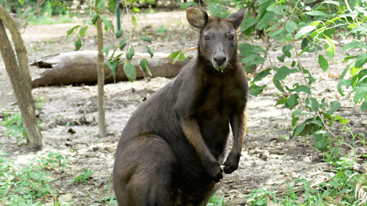 A black wallaroo in its habitat.