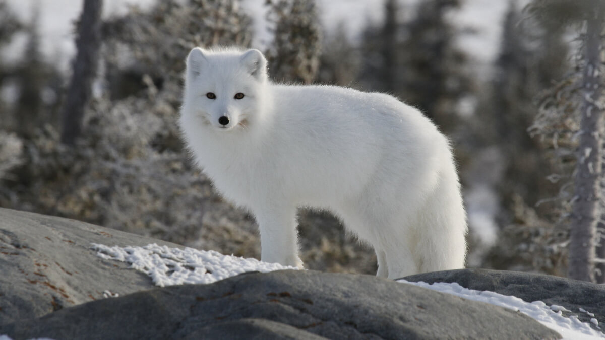A white arctic fox.