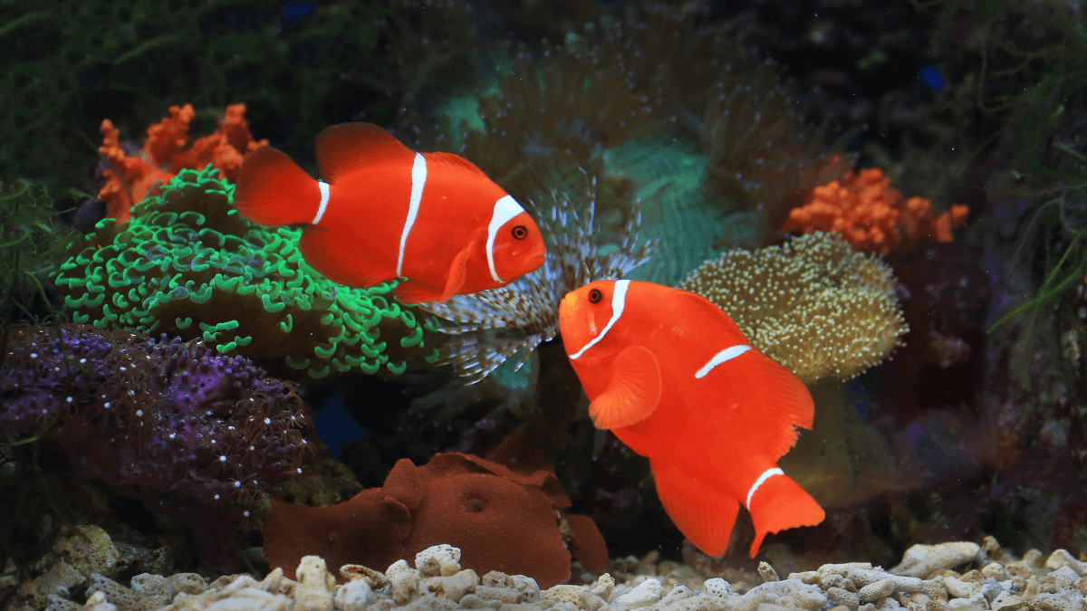 Peces rojos en acuario