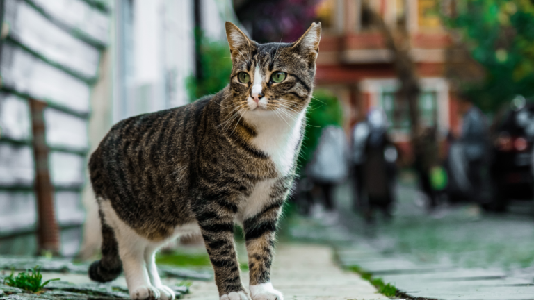 ¿Por qué los gatos se van de casa y cómo evitarlo?