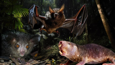 25 animales que dan miedo: ¡seguro no los habías visto nunca!