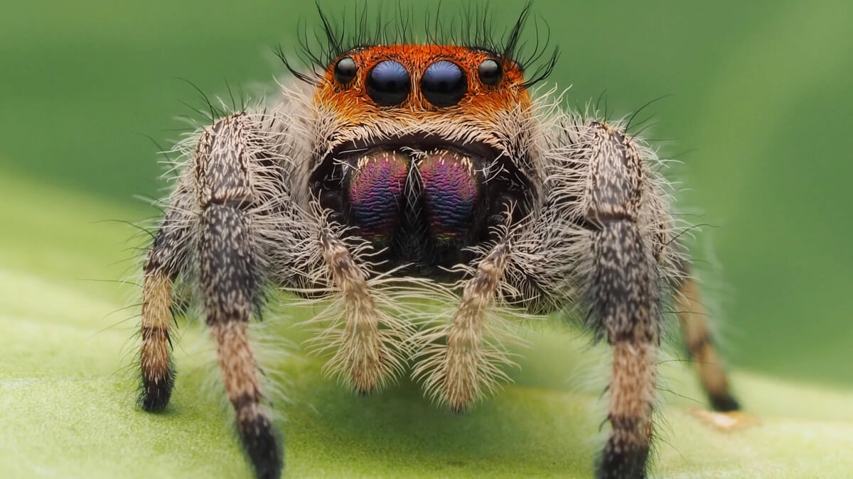 Araña saltadora.