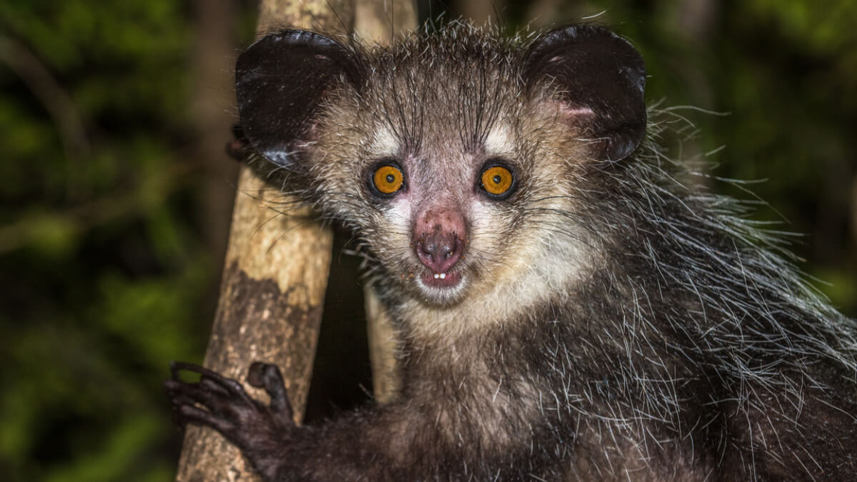 Aye-aye. 