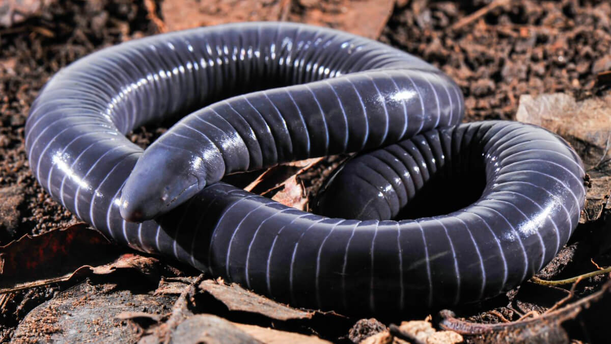 Las cecilias son animales sin pelo.