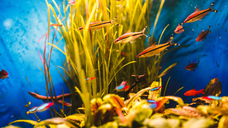 Cómo decorar un acuario: accesorios y plantas que puedes colocar