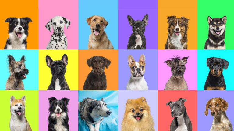 ¿Cuántos colores de perro existen? Una guía de genética básica.