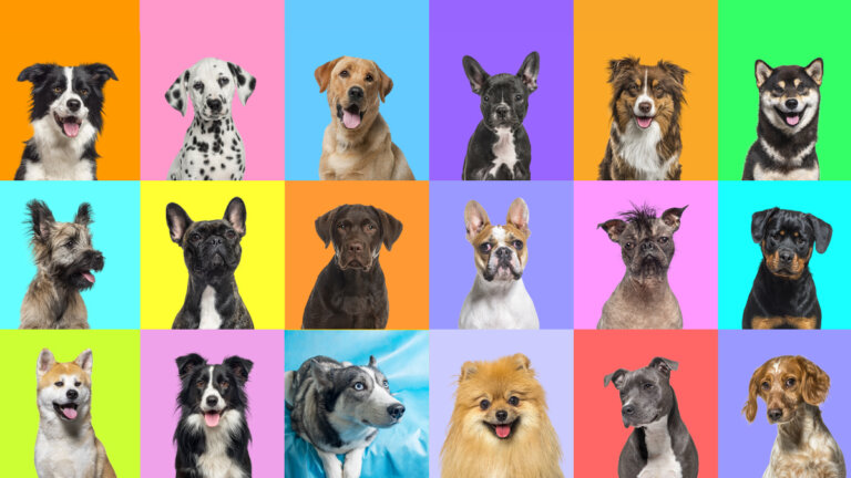 ¿Cuántos colores de perro existen? Una guía de genética básica