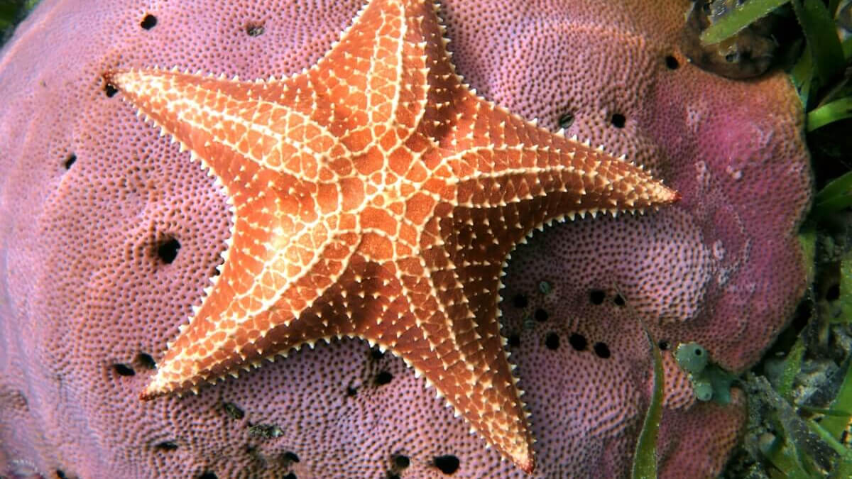 Estrella de mar.