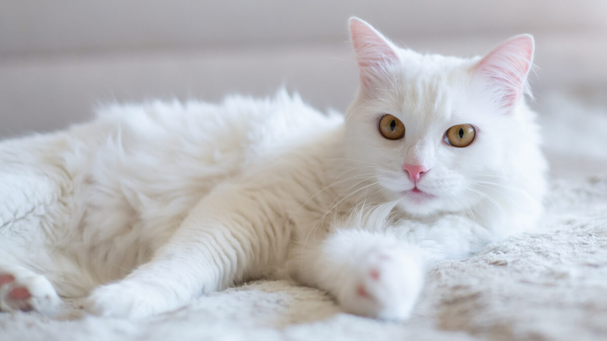 Gata blanca.