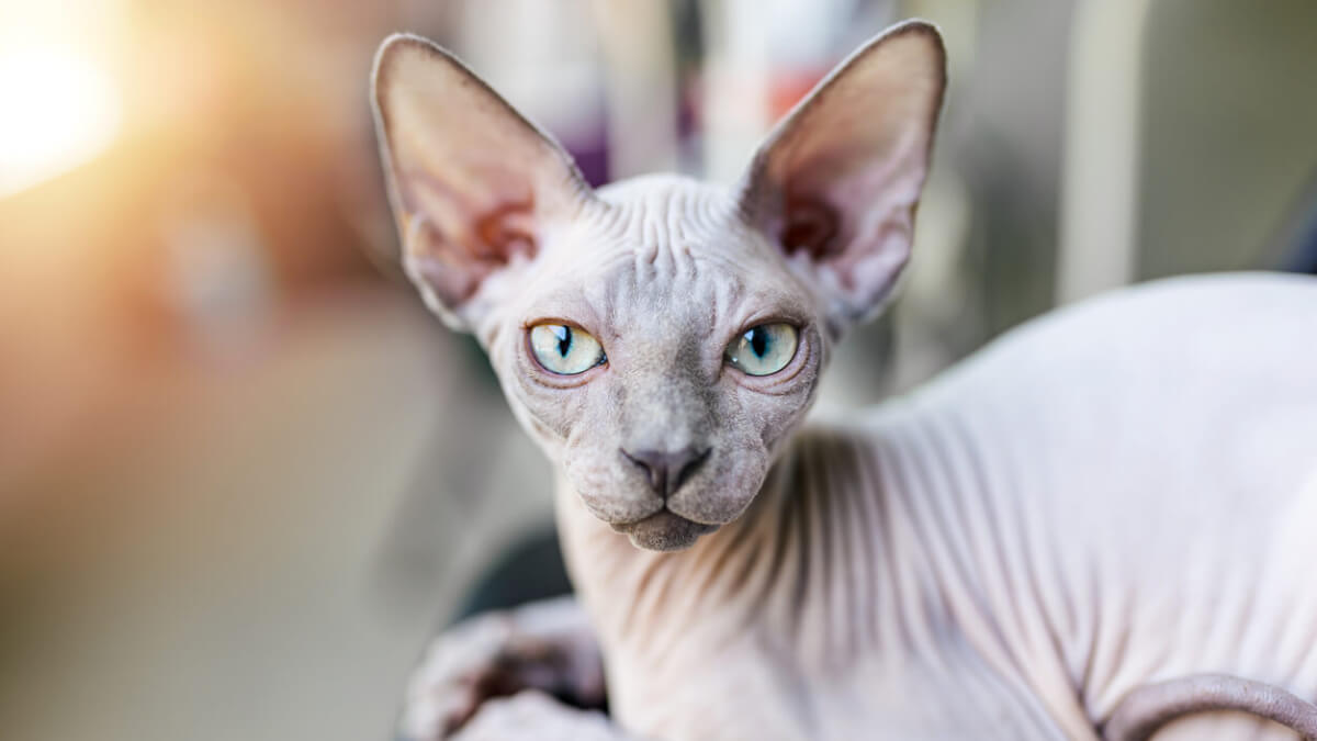 Gato esfinge o sphynx. 