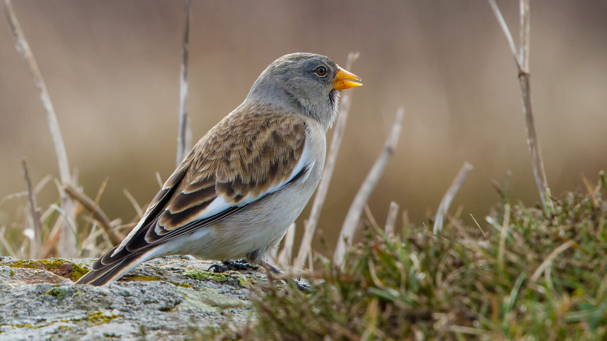 Gorrión alpino (Montifringilla nivalis).