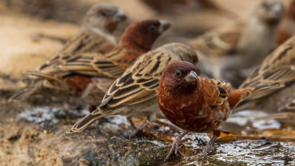 Passer eminibey es uno de los tipos de gorriones.