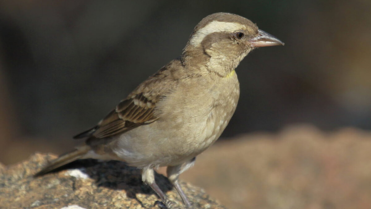 Gorrión cejudo (Gymnoris superciliaris).