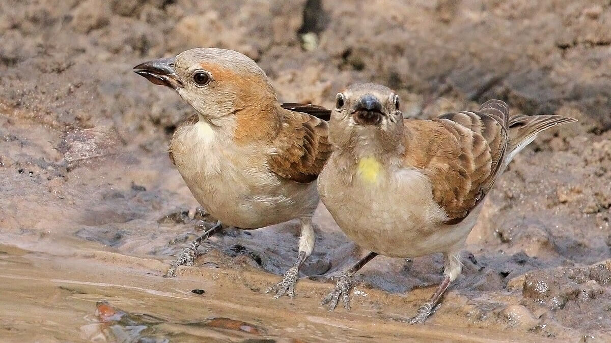 Gorrión chico (Gymnoris dentata).