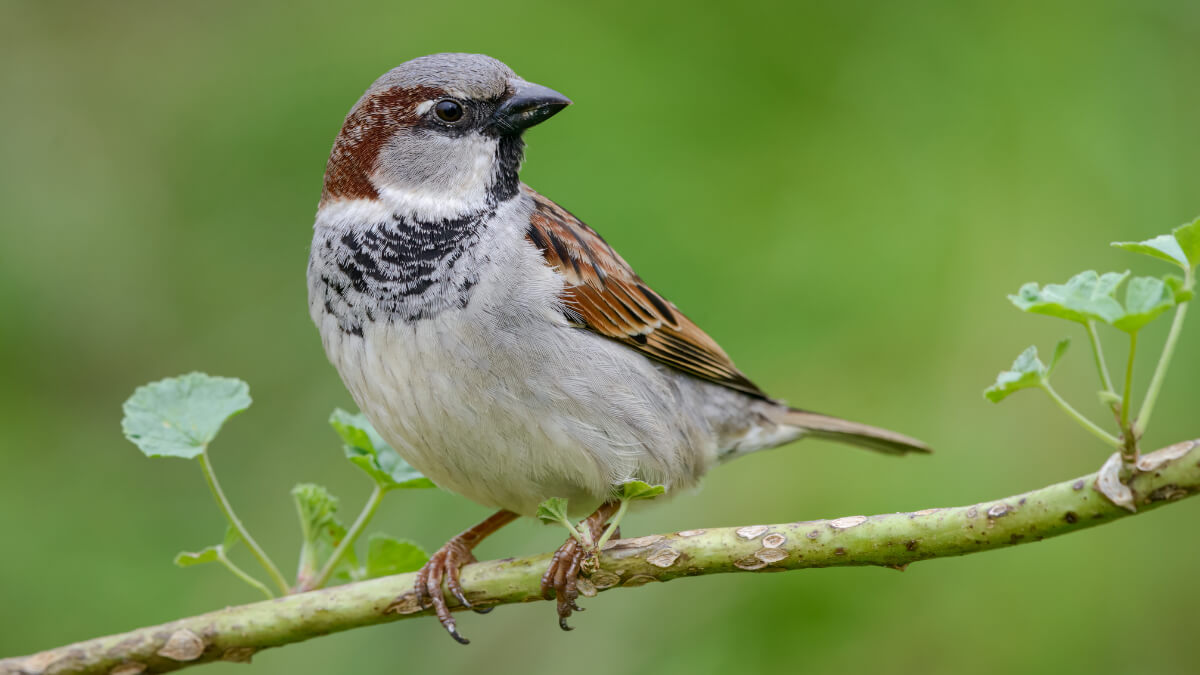 Gorrión común sobre una rama.