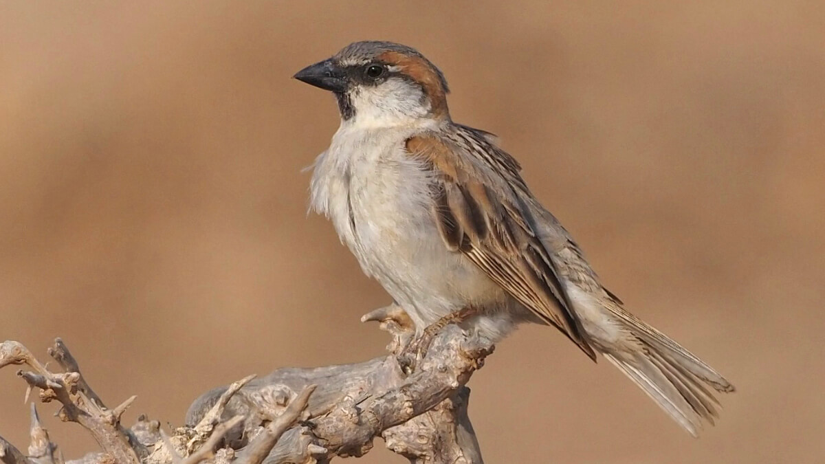 Gorrión de Abd al Kuri (Passer hemileucus).