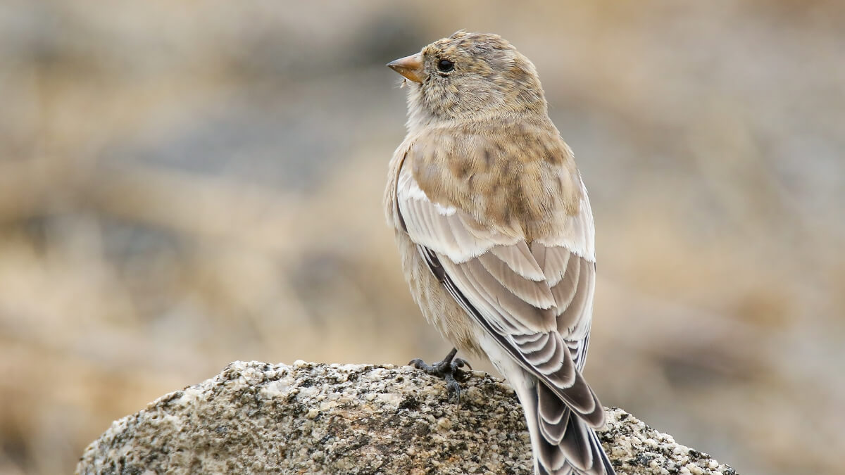 Gorrión de Adams (Montifringilla adamsi).