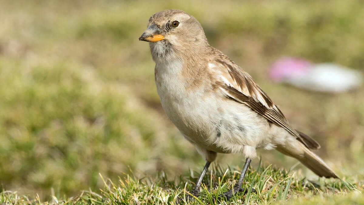 Gorrión de Henri (Montifringilla henrici).