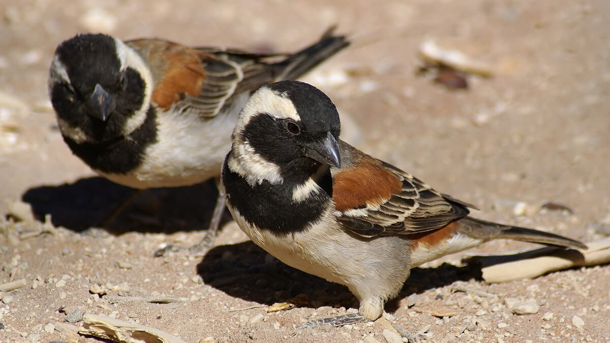 Gorrión del Cabo (Passer melanurus).