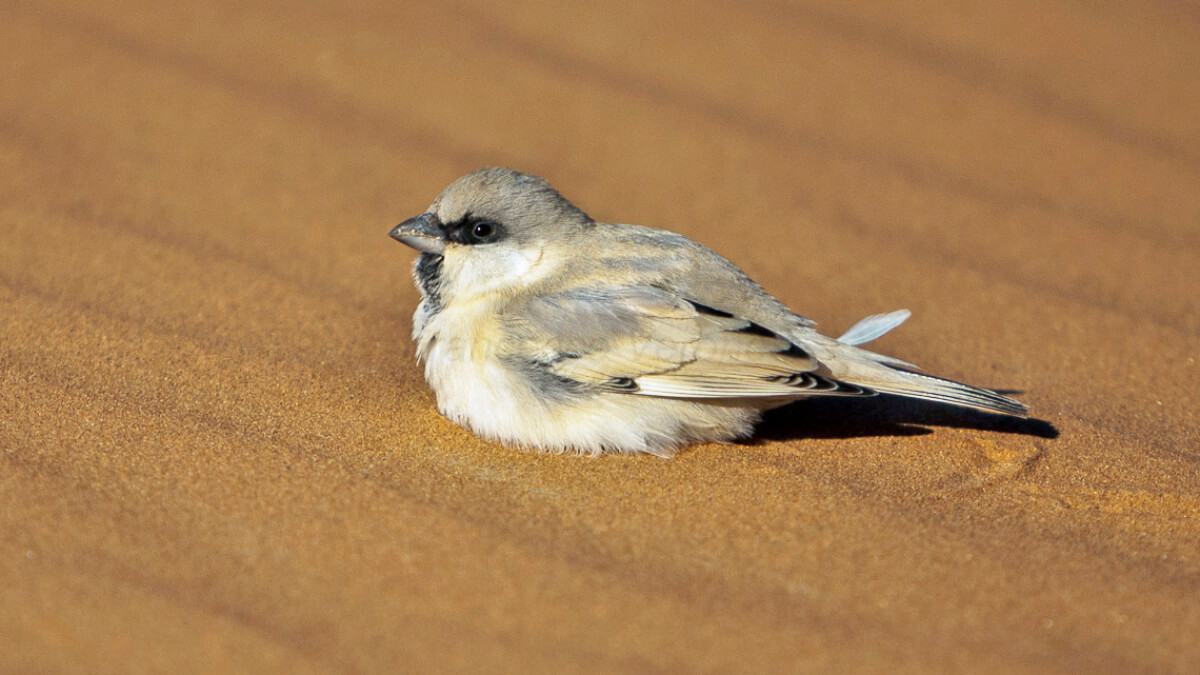 Gorrión del desierto.