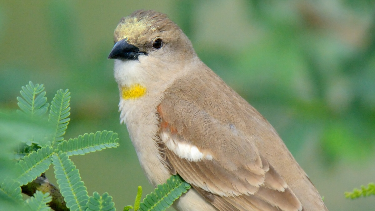 Gorrión garganta amarilla o cuelligualdo (Gymnoris xanthocollis).