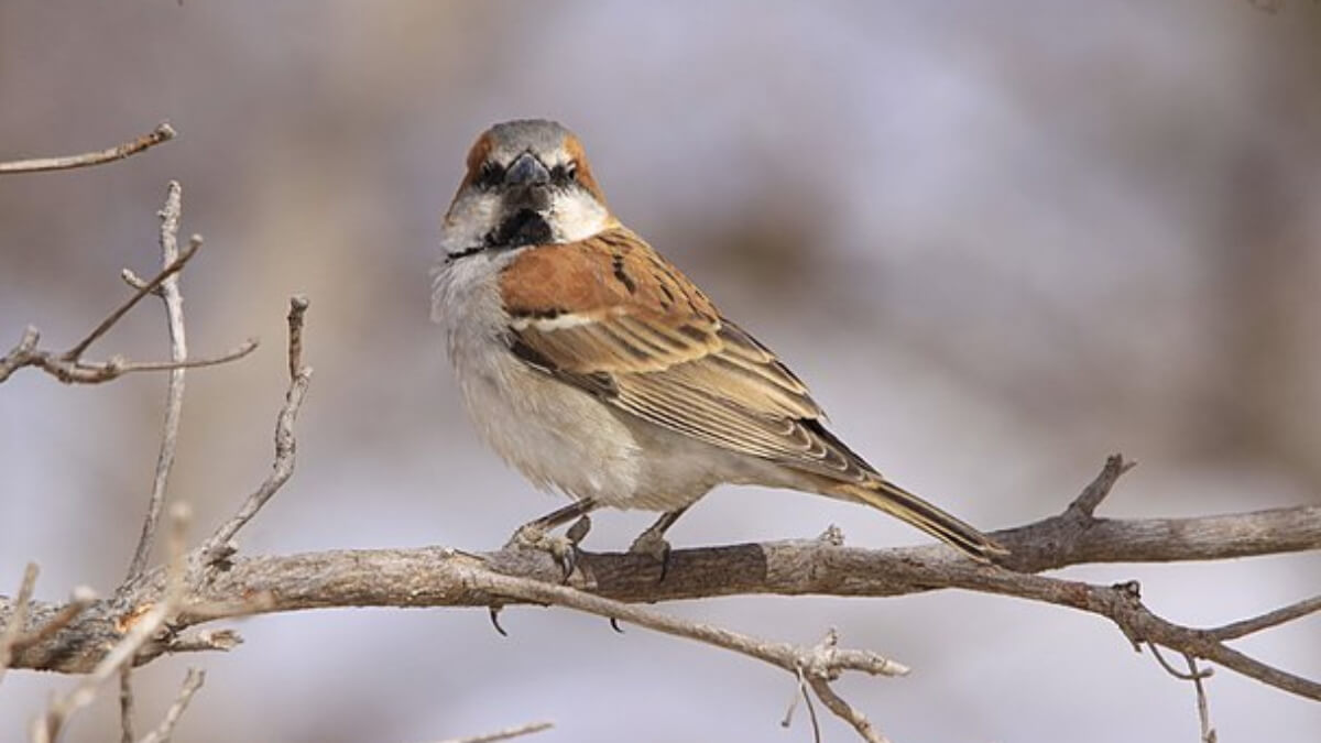 Gorrión grande (Passer motitensis).