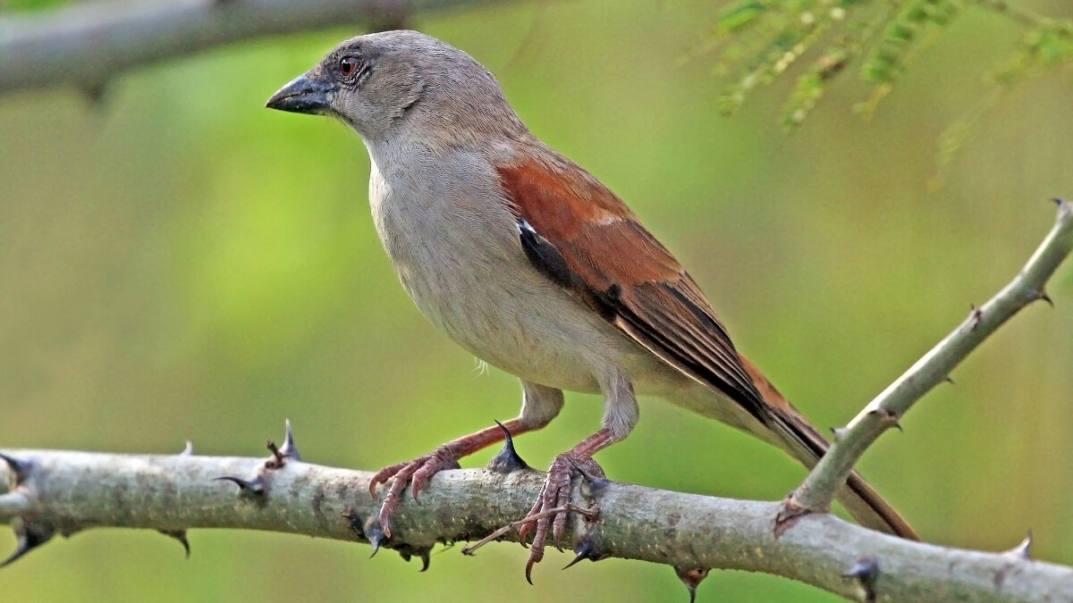 Gorrión gris (Passer griseus).