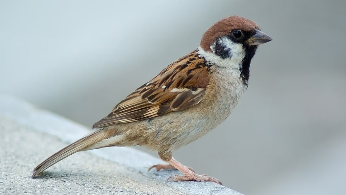 Gorrión molinero (passer montanus). 