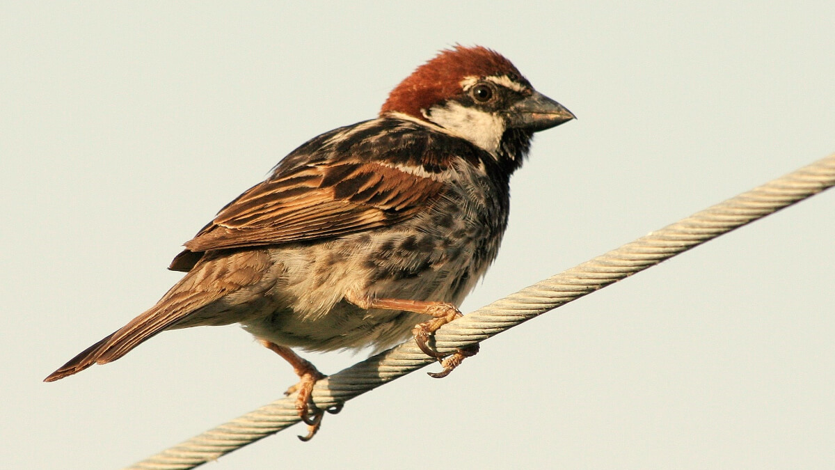 Gorrión moruno (Passer hispaniolensis).