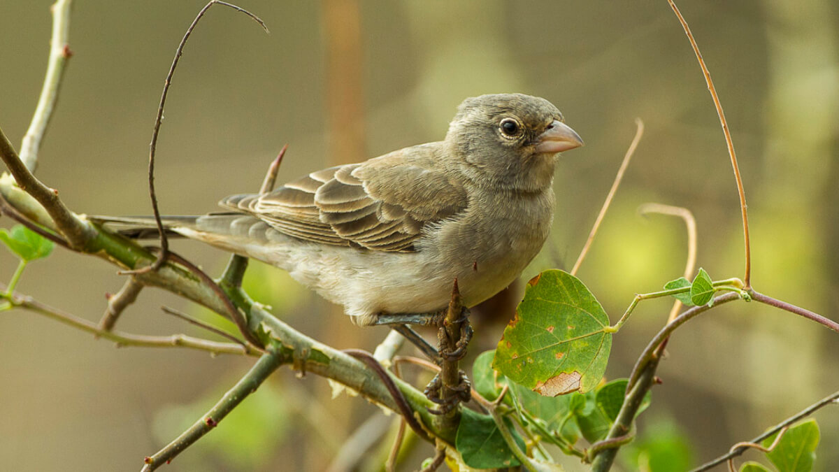 Gorrión moteado (Gymnoris pyrgita).