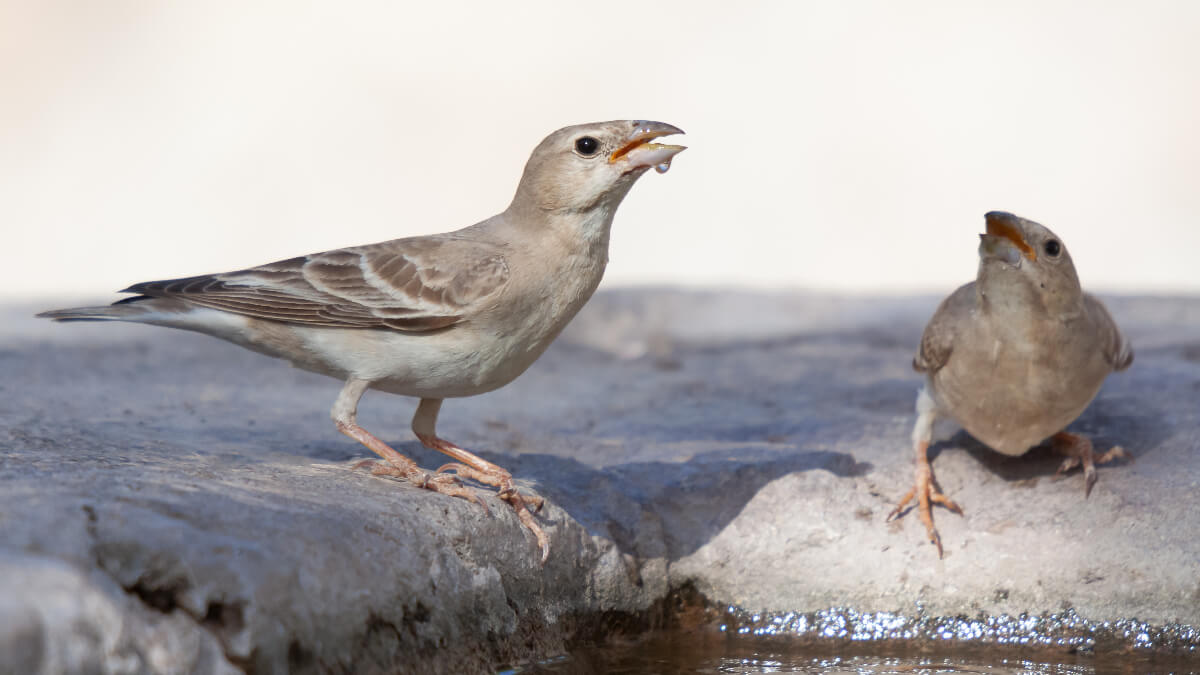 Gorrión pálido (Carpospiza brachydactyla).