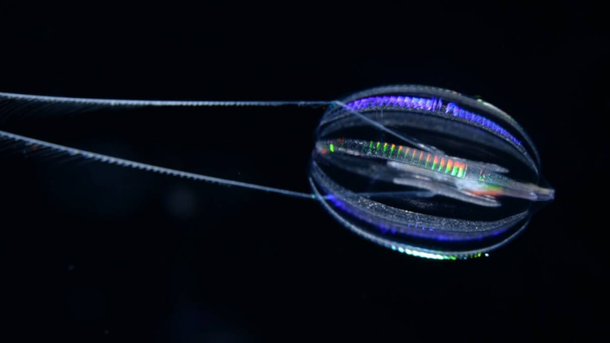 Medusas peine.