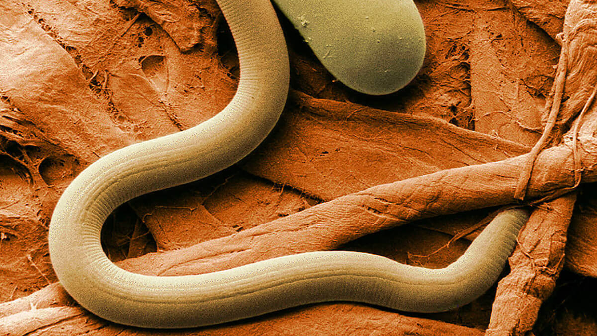Nematodo.