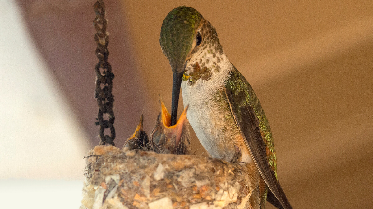 Nido de colibrí en casa.