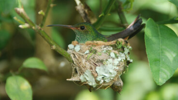 ¿Encontraste un nido de colibrí en casa? Descubre qué significa