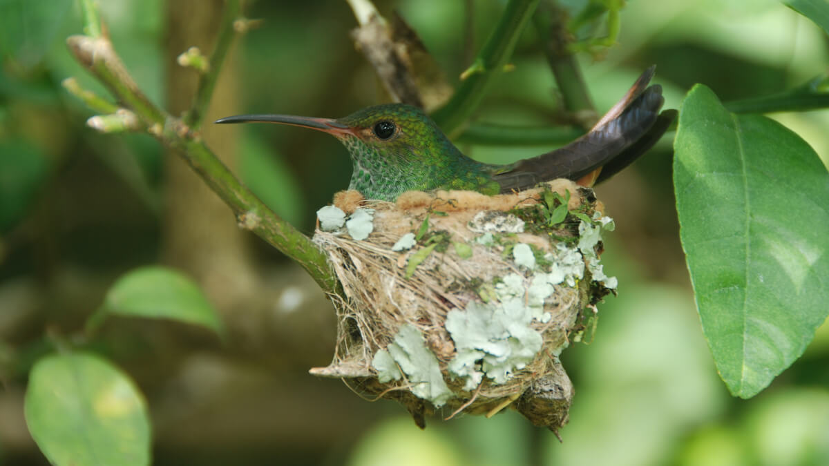 ¿Encontraste un nido de colibrí en casa? Descubre qué significa.