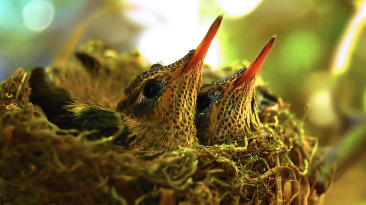 Nido con dos colibríes.