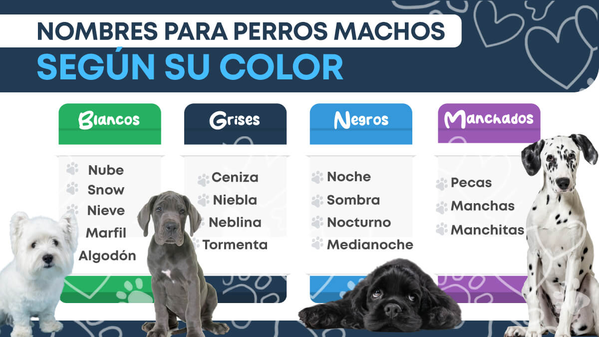 Infografía sobre nombres de perros machos según su color.