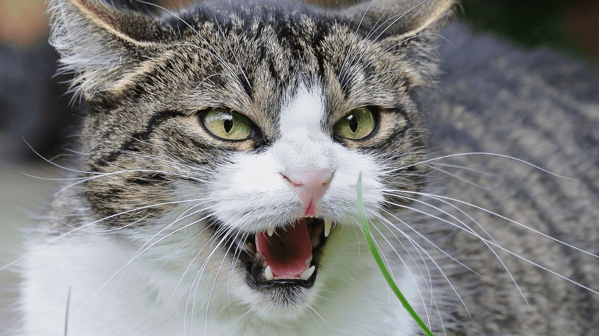 Gato maullando
