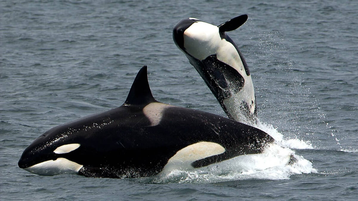 Orcas en el agua.