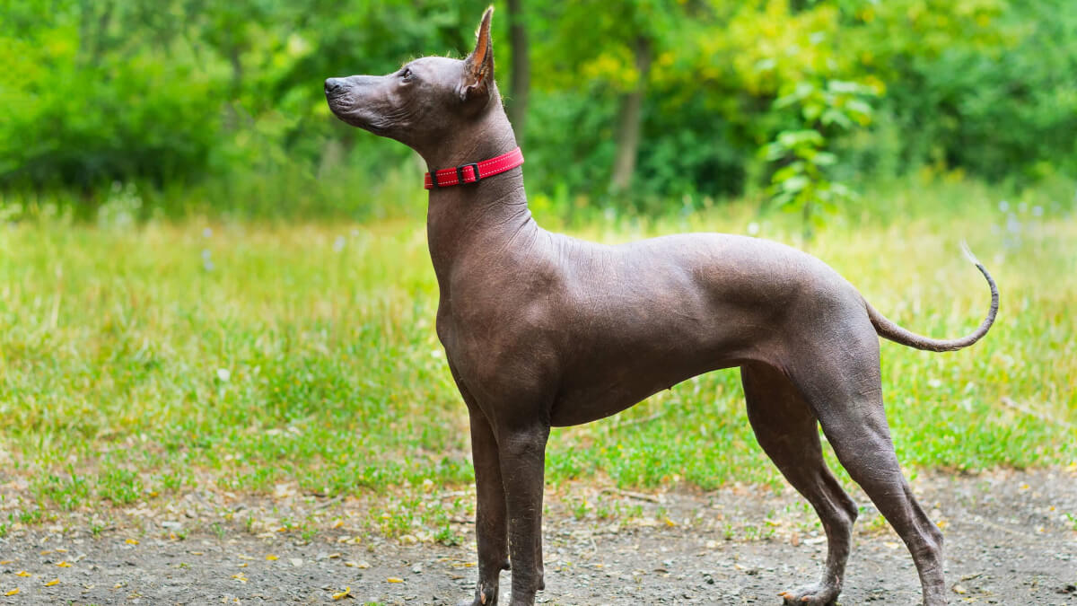 Perro xoloitzcuintle en la naturaleza.